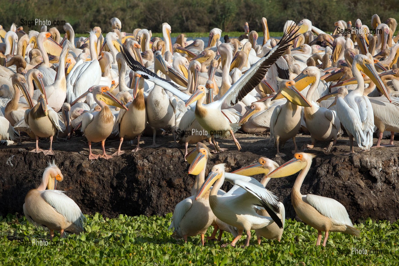 RASSEMBLEMENT DE PELICANS BLANCS SUR LEUR NICHOIR, PARC NATIONAL DES OISEAUX DE DJOUDJ, TROISIEME RESERVE ORNITHOLOGIQUE DU MONDE CLASSEE AU PATRIMOINE DE L'UNESCO, SENEGAL, AFRIQUE DE L'OUEST 