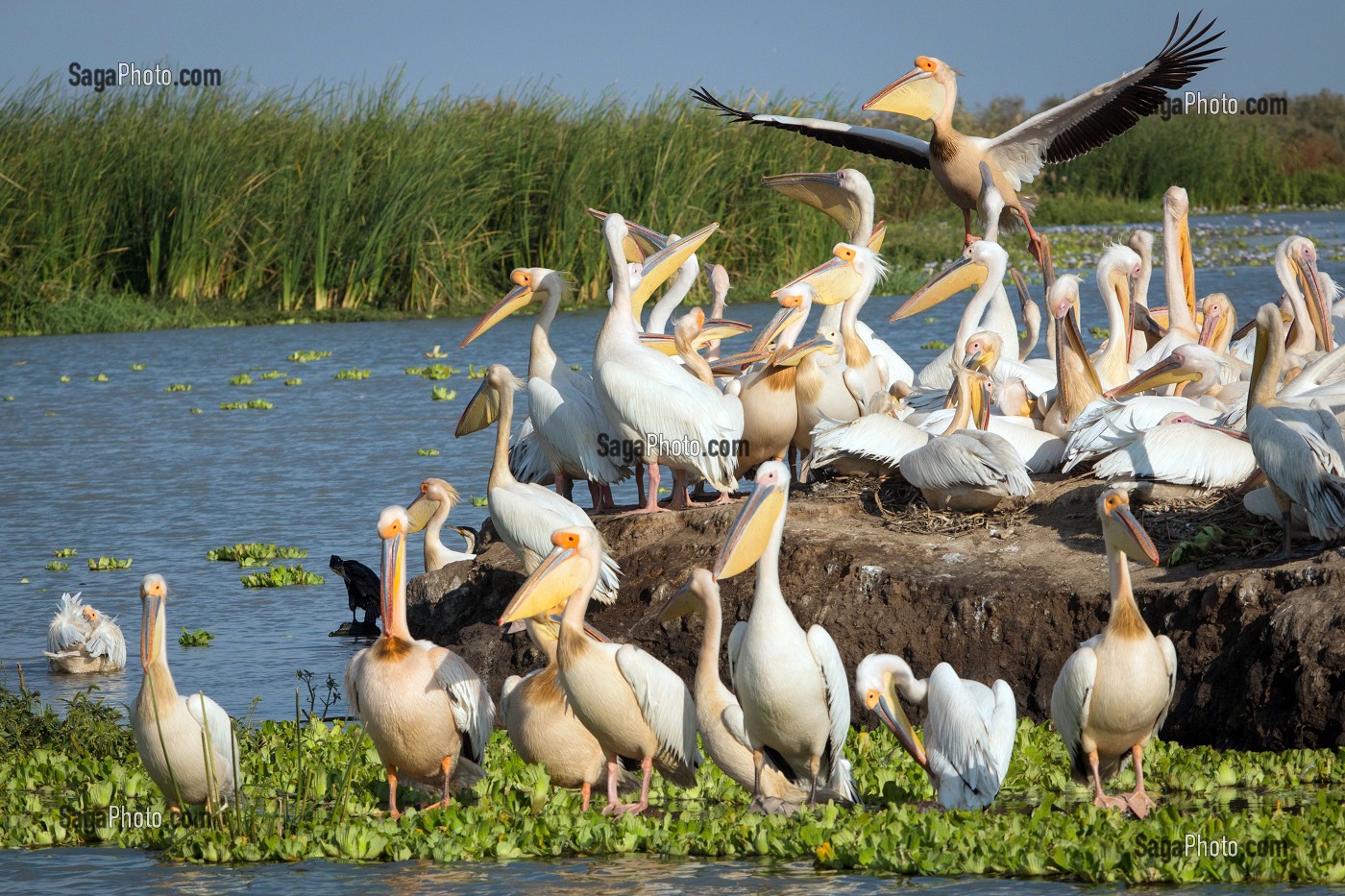 RASSEMBLEMENT DE PELICANS BLANCS SUR LEUR NICHOIR, PARC NATIONAL DES OISEAUX DE DJOUDJ, TROISIEME RESERVE ORNITHOLOGIQUE DU MONDE CLASSEE AU PATRIMOINE DE L'UNESCO, SENEGAL, AFRIQUE DE L'OUEST 