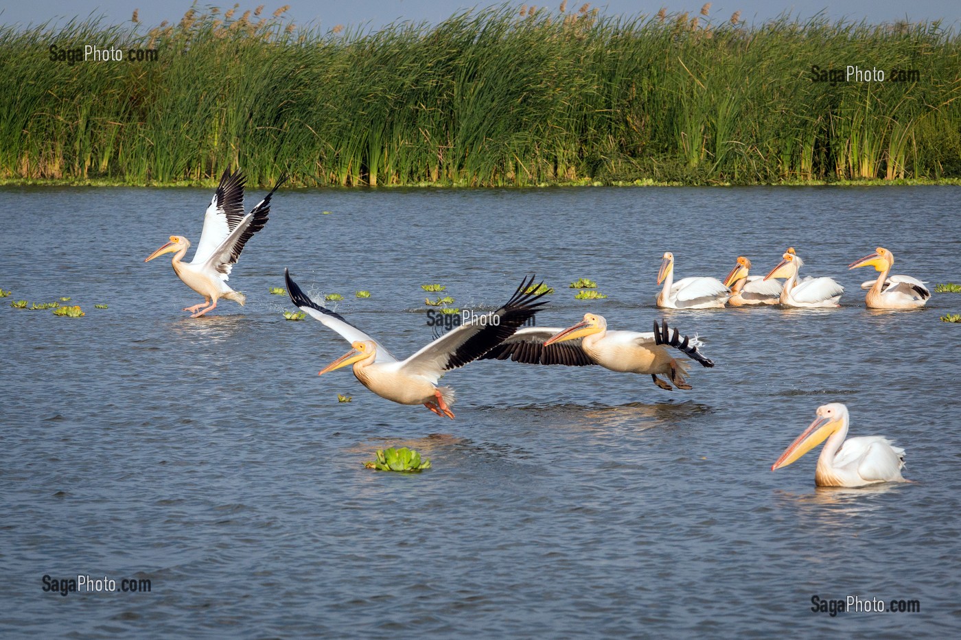 PELICANS BLANCS, PARC NATIONAL DES OISEAUX DE DJOUDJ, TROISIEME RESERVE ORNITHOLOGIQUE DU MONDE CLASSEE AU PATRIMOINE DE L'UNESCO, SENEGAL, AFRIQUE DE L'OUEST 