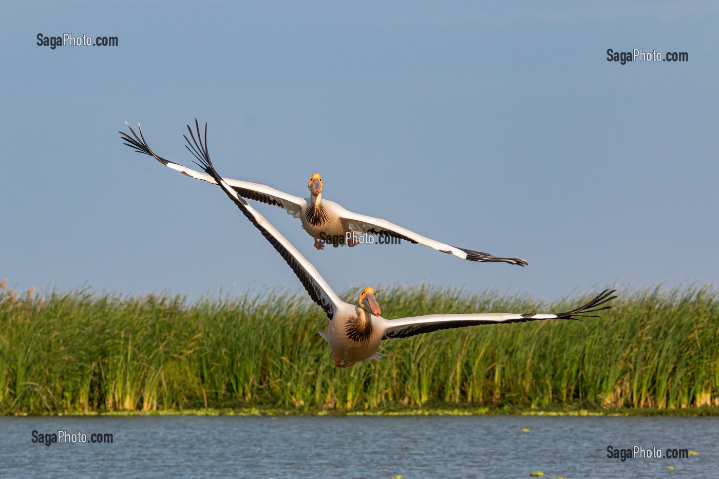 PELICANS BLANCS, PARC NATIONAL DES OISEAUX DE DJOUDJ, TROISIEME RESERVE ORNITHOLOGIQUE DU MONDE CLASSEE AU PATRIMOINE DE L'UNESCO, SENEGAL, AFRIQUE DE L'OUEST 