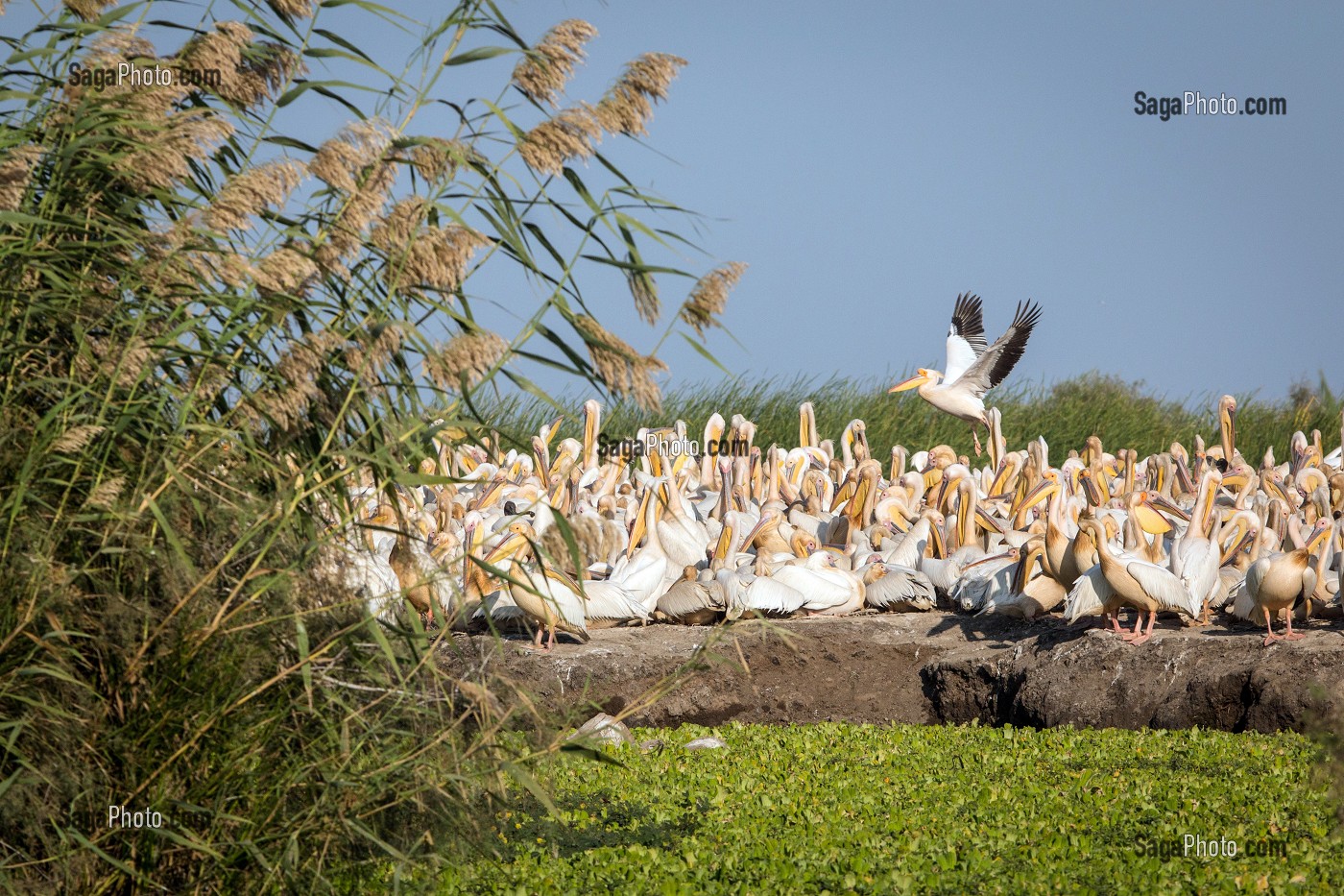 RASSEMBLEMENT DE PELICANS BLANCS SUR LEUR NICHOIR, PARC NATIONAL DES OISEAUX DE DJOUDJ, TROISIEME RESERVE ORNITHOLOGIQUE DU MONDE CLASSEE AU PATRIMOINE DE L'UNESCO, SENEGAL, AFRIQUE DE L'OUEST 