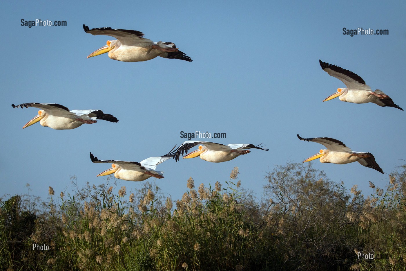 PELICANS BLANCS EN FORMATION DE VOL, PARC NATIONAL DES OISEAUX DE DJOUDJ, TROISIEME RESERVE ORNITHOLOGIQUE DU MONDE CLASSEE AU PATRIMOINE DE L'UNESCO, SENEGAL, AFRIQUE DE L'OUEST 