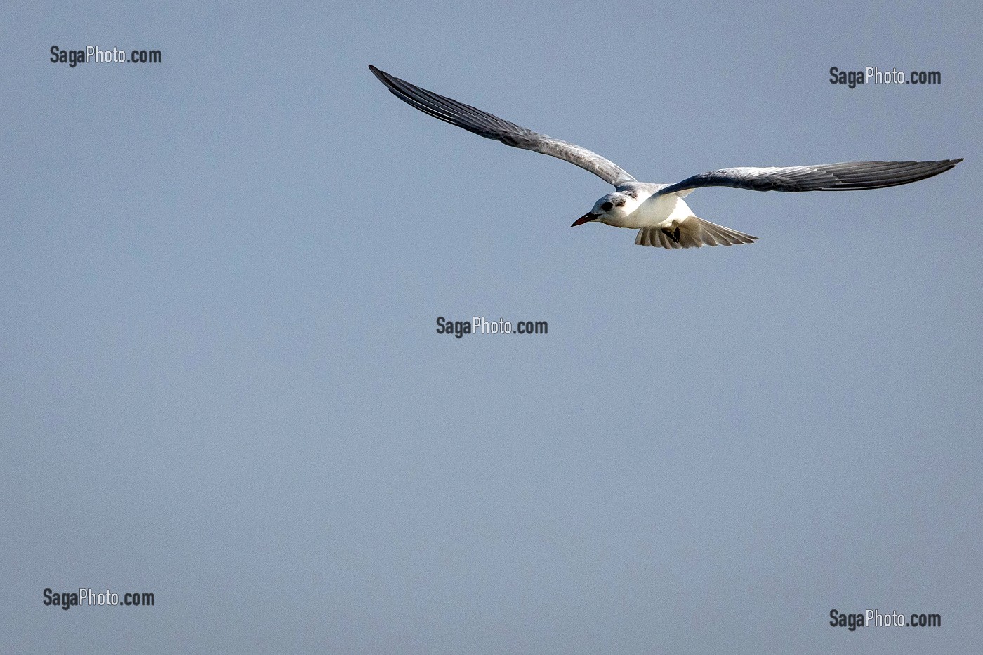 STERNE PIERREGARIN EN VOL, PARC NATIONAL DES OISEAUX DE DJOUDJ, TROISIEME RESERVE ORNITHOLOGIQUE DU MONDE, SENEGAL, AFRIQUE DE L'OUEST 