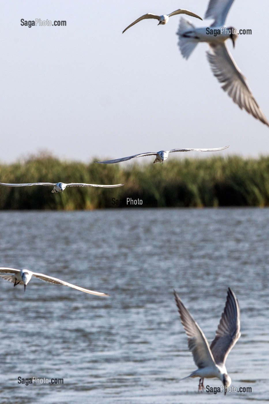 STERNES PIERREGARIN EN VOL, PARC NATIONAL DES OISEAUX DE DJOUDJ, TROISIEME RESERVE ORNITHOLOGIQUE DU MONDE CLASSEE AU PATRIMOINE DE L'UNESCO, SENEGAL, AFRIQUE DE L'OUEST 