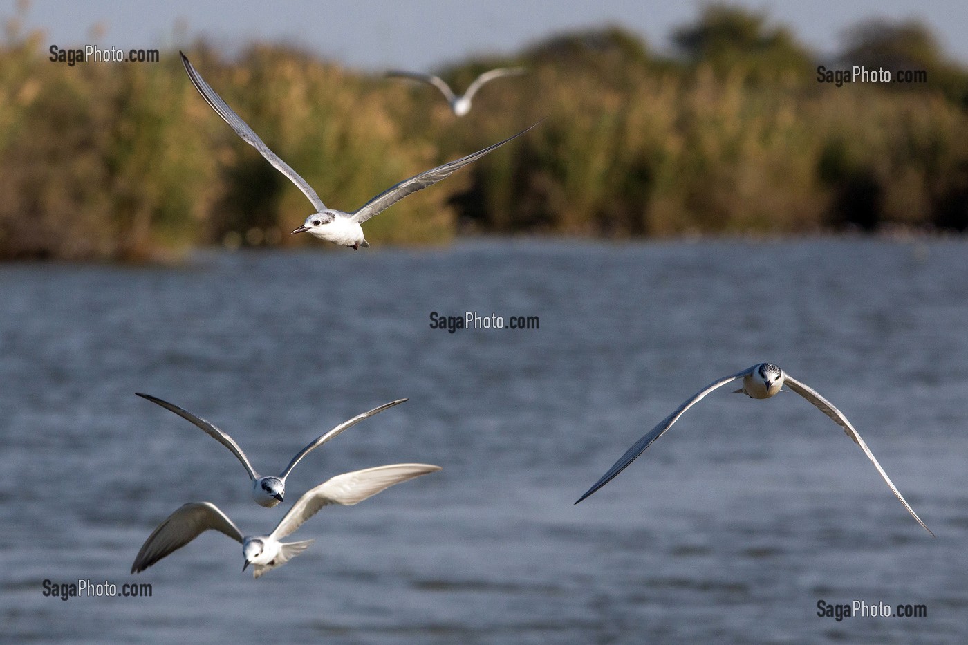 STERNES PIERREGARIN EN VOL, PARC NATIONAL DES OISEAUX DE DJOUDJ, TROISIEME RESERVE ORNITHOLOGIQUE DU MONDE CLASSEE AU PATRIMOINE DE L'UNESCO, SENEGAL, AFRIQUE DE L'OUEST 