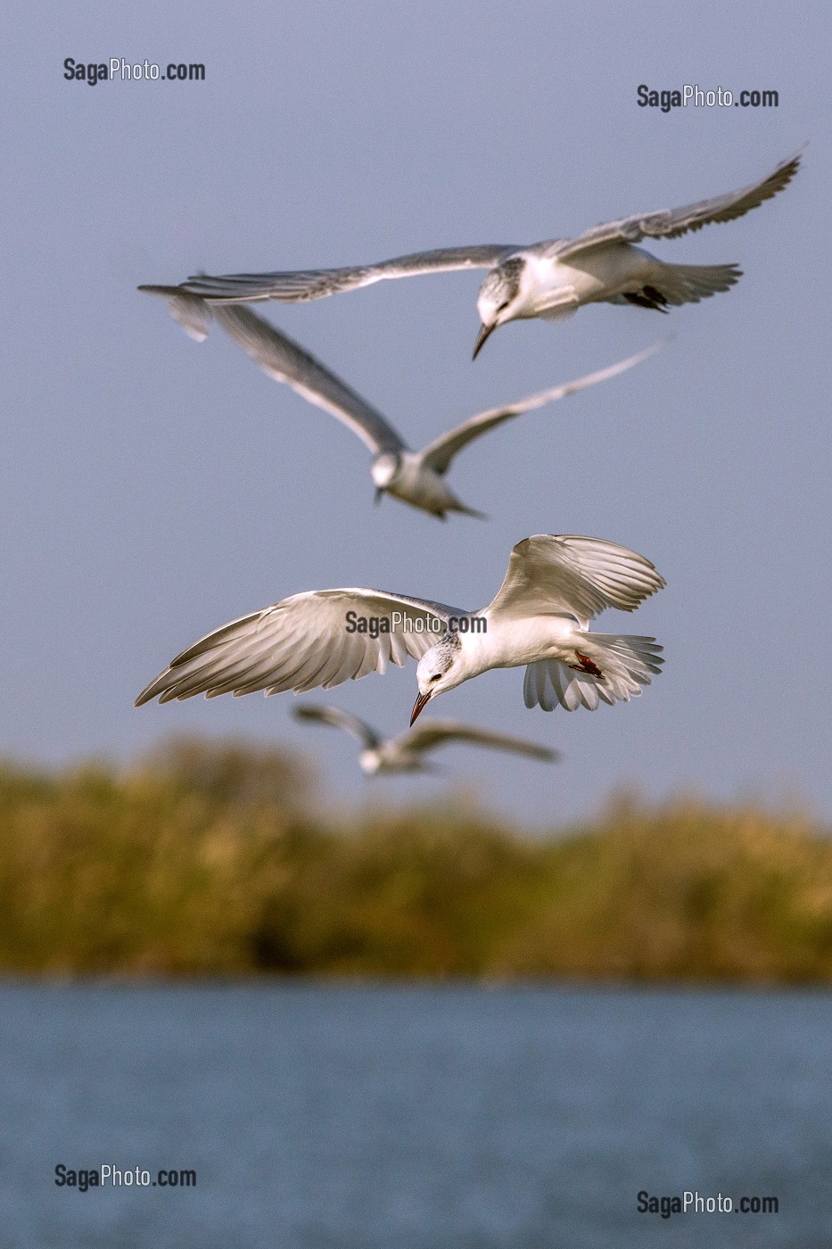 STERNES PIERREGARIN EN VOL, PARC NATIONAL DES OISEAUX DE DJOUDJ, TROISIEME RESERVE ORNITHOLOGIQUE DU MONDE CLASSEE AU PATRIMOINE DE L'UNESCO, SENEGAL, AFRIQUE DE L'OUEST 