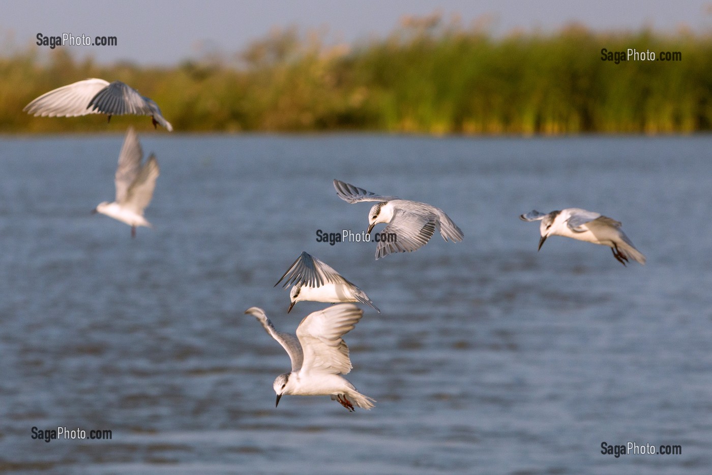 STERNES PIERREGARIN EN VOL, PARC NATIONAL DES OISEAUX DE DJOUDJ, TROISIEME RESERVE ORNITHOLOGIQUE DU MONDE CLASSEE AU PATRIMOINE DE L'UNESCO, SENEGAL, AFRIQUE DE L'OUEST 