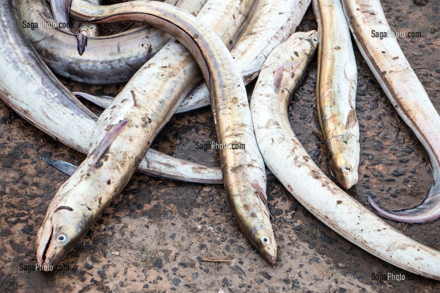 POISSONS SABRE SUR LE SOL, GUET NDAR, QUARTIER DU VILLAGE DES PECHEURS AVEC LES PIROGUES COLOREES, SAINT-LOUIS-DU-SENEGAL, SENEGAL, AFRIQUE DE L'OUEST 