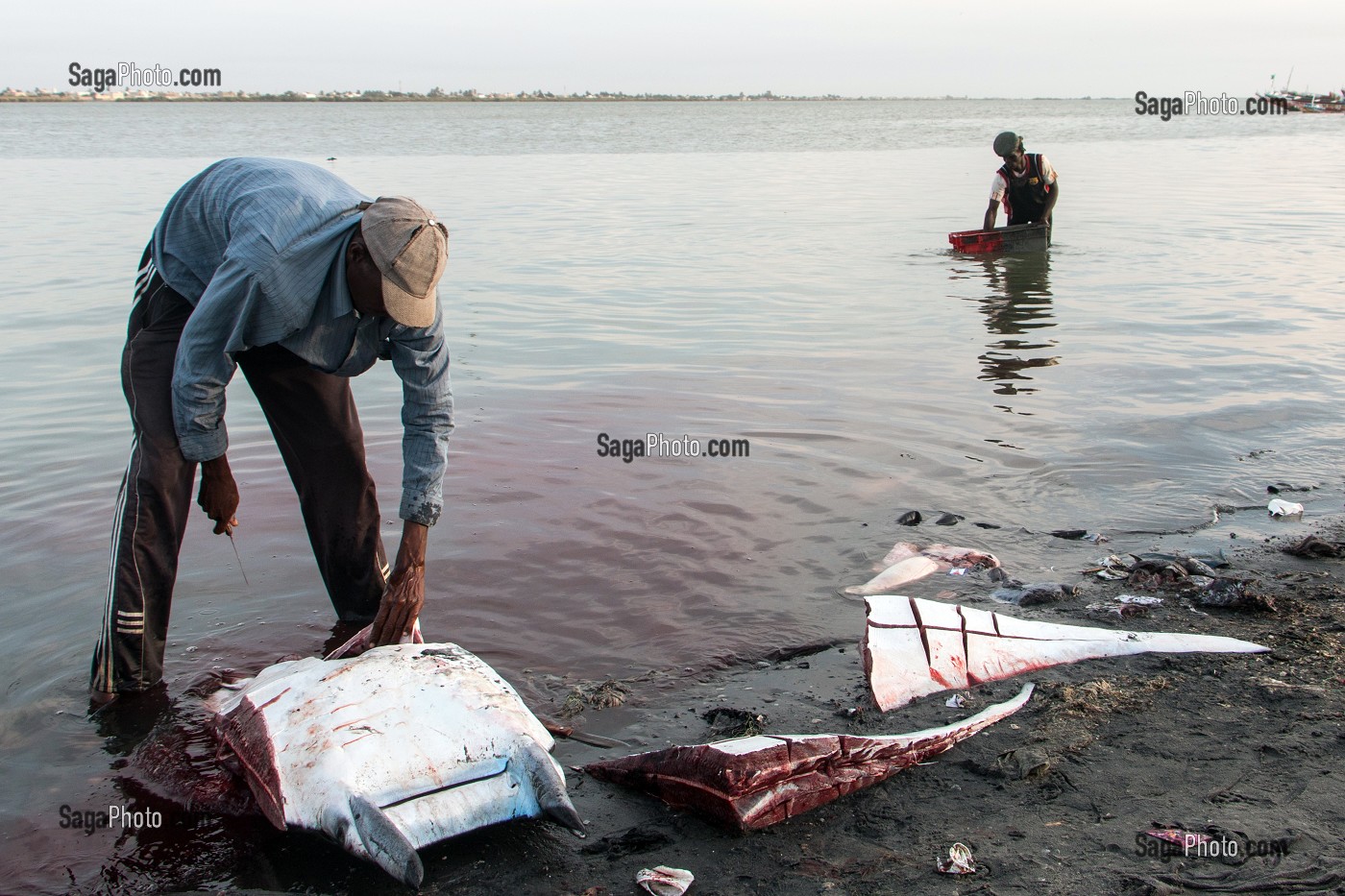 DECOUPE D'UNE RAIE SUR LE FLEUVE, GUET NDAR, QUARTIER DU VILLAGE DES PECHEURS AVEC LES PIROGUES COLORES, SAINT-LOUIS-DU-SENEGAL, SENEGAL, AFRIQUE DE L'OUEST 