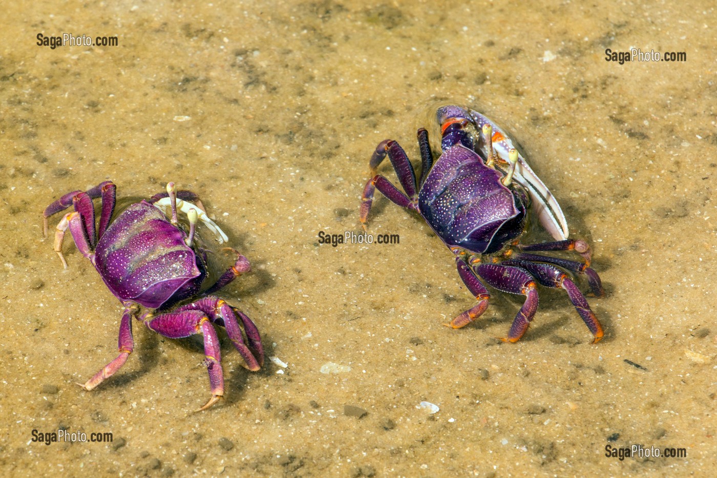 CRABES VIOLETS SUR LA LANGUE DE BARBARIE, REGION DE SAINT-LOUIS-DU-SENEGAL, SENEGAL, AFRIQUE DE L'OUEST 