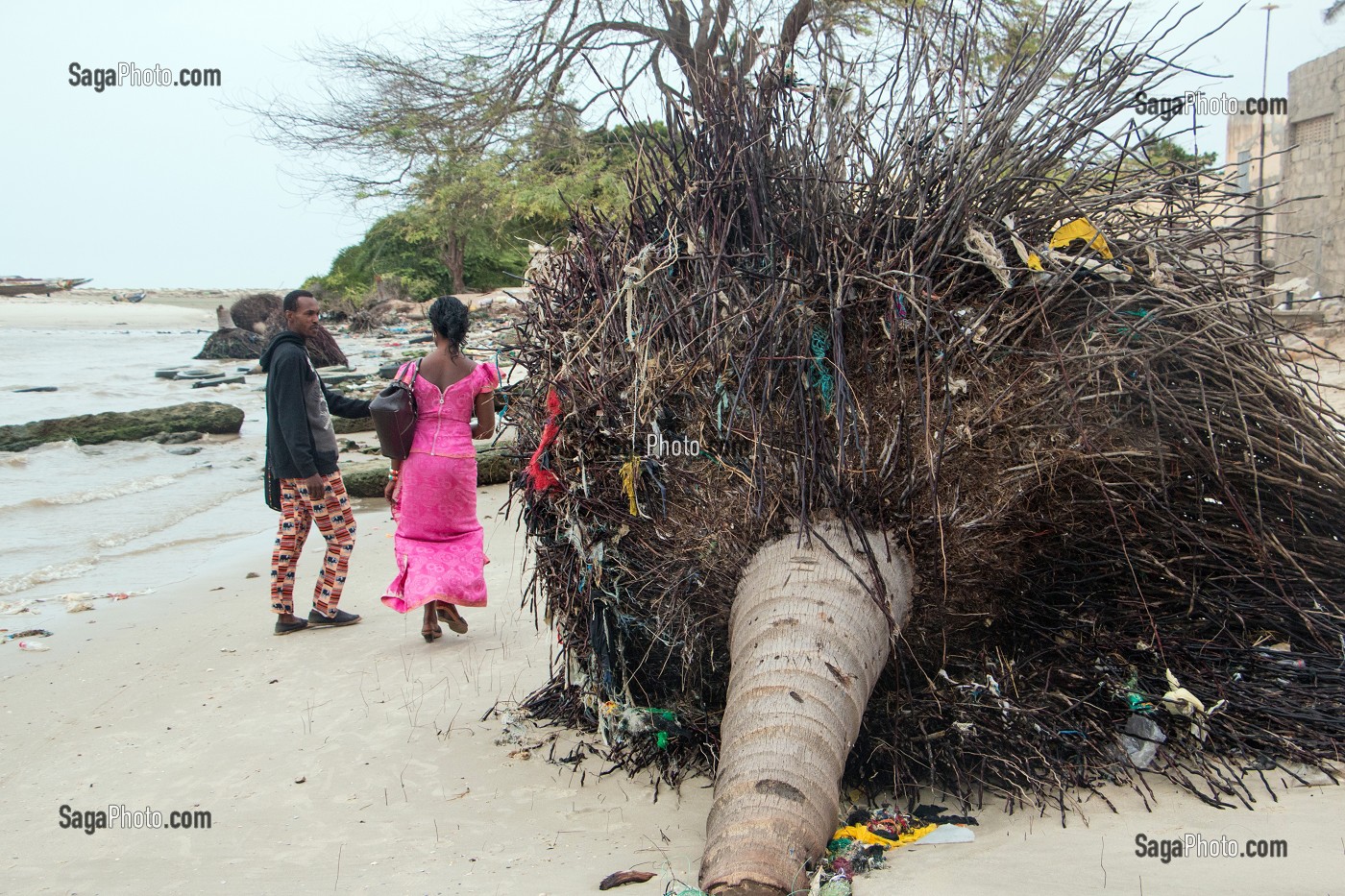 COCOTIER DERACINES SUR LA PLAGE, PETIT VILLAGE AU BORD DE L'EAU PRES DU PHARE DE GANDIOLE ENVAHI PAR LA MONTEE DES EAUX DEPUIS LE PERCEMENT DE LA LANGUE DE BARBARIE, SENEGAL, AFRIQUE DE L'OUEST 