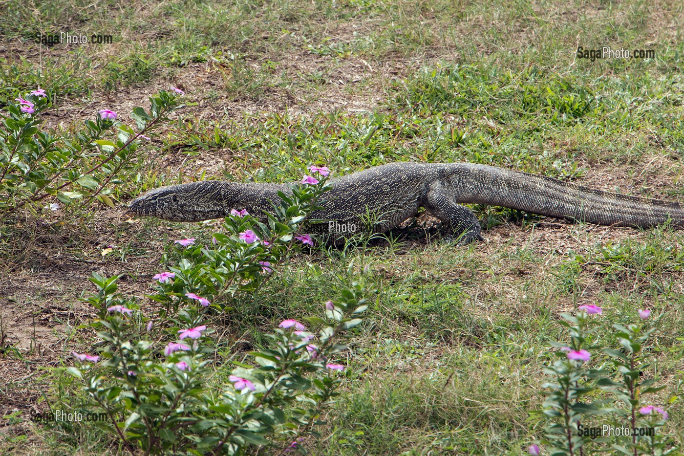 VARAN DANS LA VILLE, SAINT-LOUIS-DU-SENEGAL, SENEGAL, AFRIQUE DE L'OUEST 