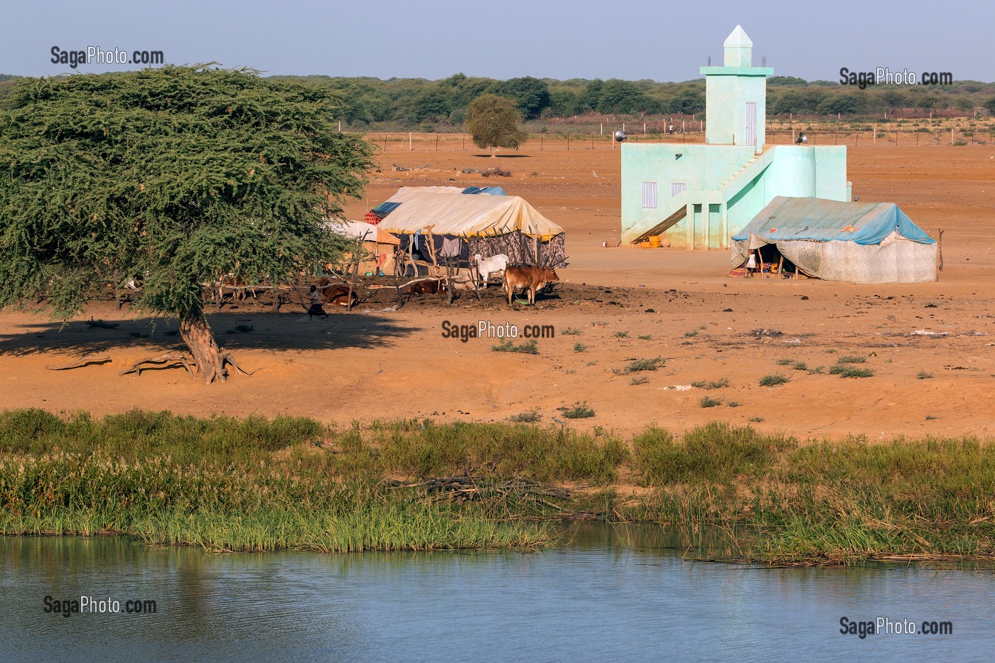 VILLAGE DE NOMADES MAURITANIEN (TENTES ET BETAIL EN TRANSIT) ET MOSQUEE SUR LES BERGES DU FLEUVE SENEGAL, REGION DE GOUREL BAKAR SY, MAURITANIE, AFRIQUE DE L'OUEST 