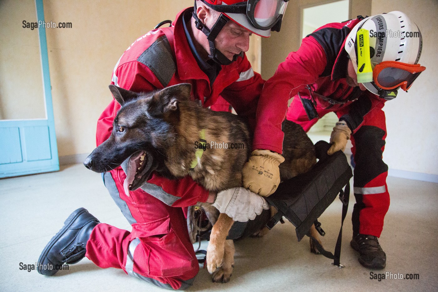 PREPARATION DU CHIEN POUR UNE DESCENTE SUR CORDE PAR LA FENETRE, EQUIPE CYNOPHILE SAPEURS-POMPIERS, QUARTIER BELLEVUE, REDON, ILLE-ET-VILAINE (35), FRANCE 