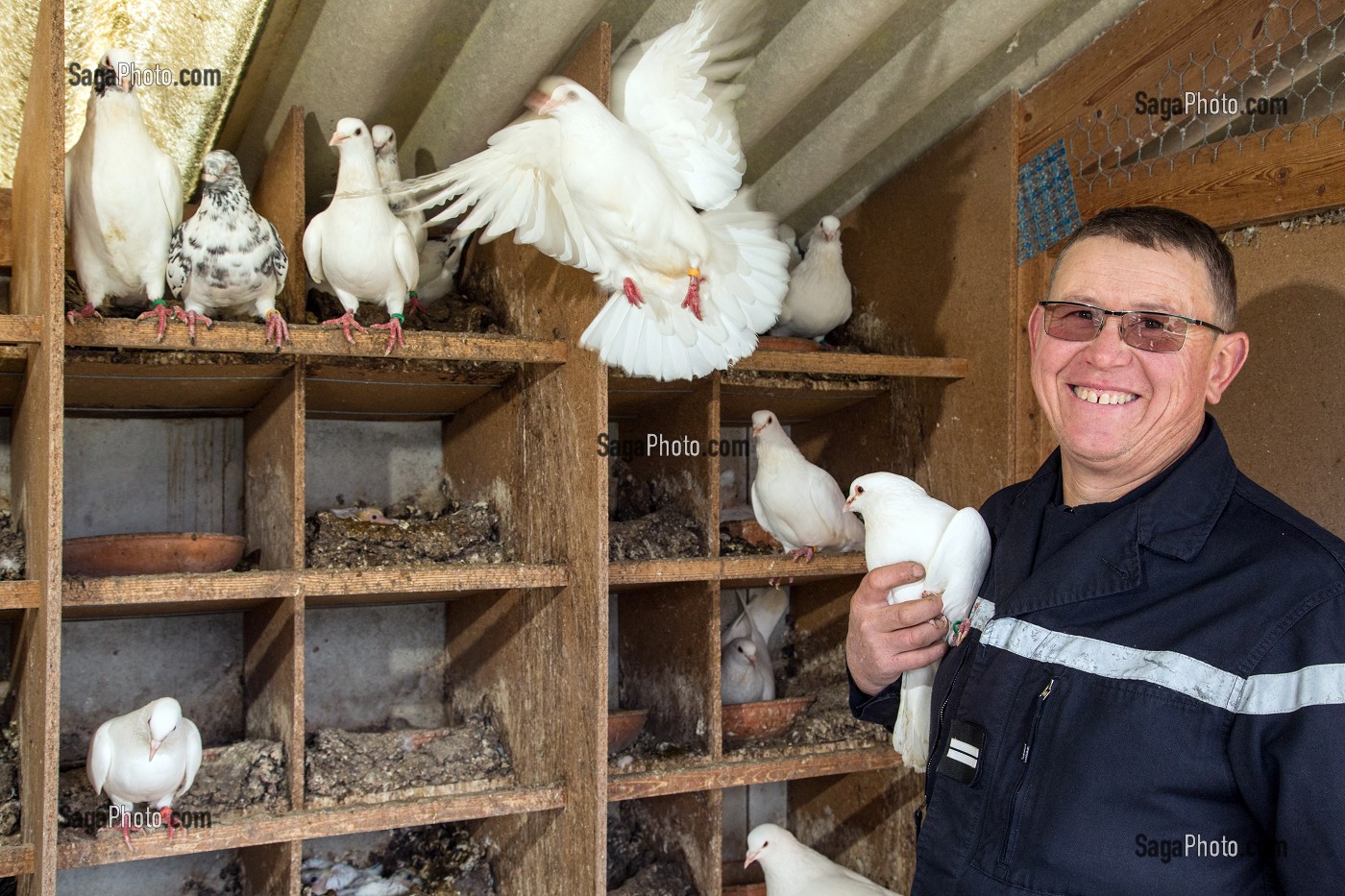 LIEUTENANT FABRICE GOURAUD, ELEVEUR DE PIGEONS, SAPEUR-POMPIER VOLONTAIRE, CHEF DE CENTRE DE SECOURS DE SAINTE-CECILE, VENDEE (85), FRANCE 