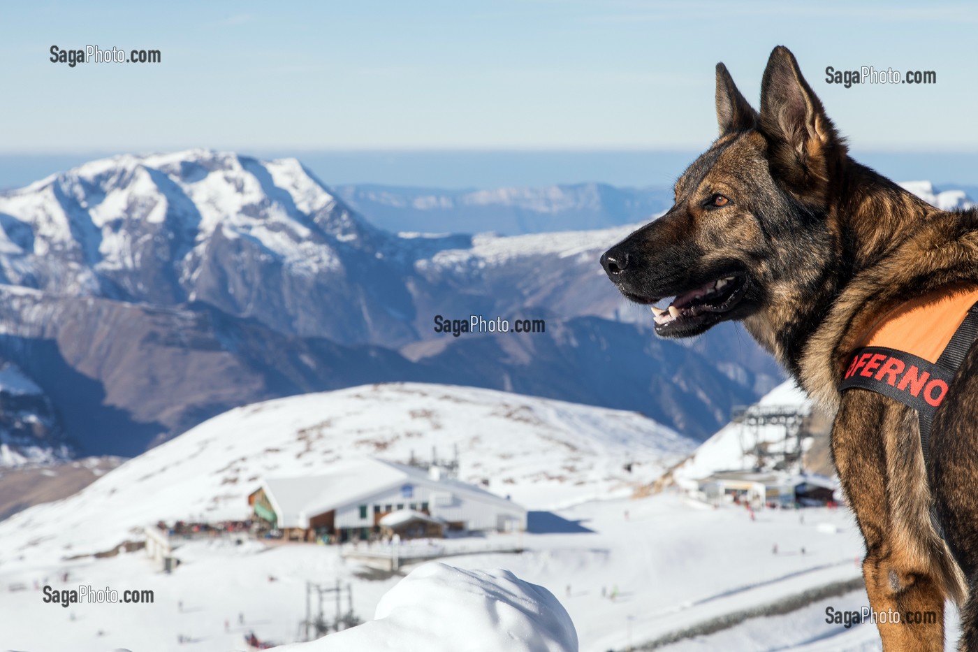 GROS BERGER ALLEMAND DE SOLENE FARRE DE LA PLAGNE EN ATTENTE A L'ATTACHE, REPORTAGE SUR LES MAITRES-CHIENS D'AVALANCHE, FORMATION ORGANISEE PAR L'ANENA AVEC L'AGREMENT DE LA SECURITE CIVILE, LES-DEUX-ALPES (38), FRANCE 