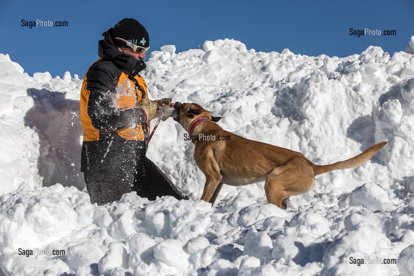 RECOMPENSE DU CHIEN BERGER BELGE MALINOIS APRES LA DECOUVERTE DE LA VICTIME, REPORTAGE SUR LES MAITRES-CHIENS D'AVALANCHE, FORMATION ORGANISEE PAR L'ANENA AVEC L'AGREMENT DE LA SECURITE CIVILE, LES-DEUX-ALPES (38), FRANCE 
