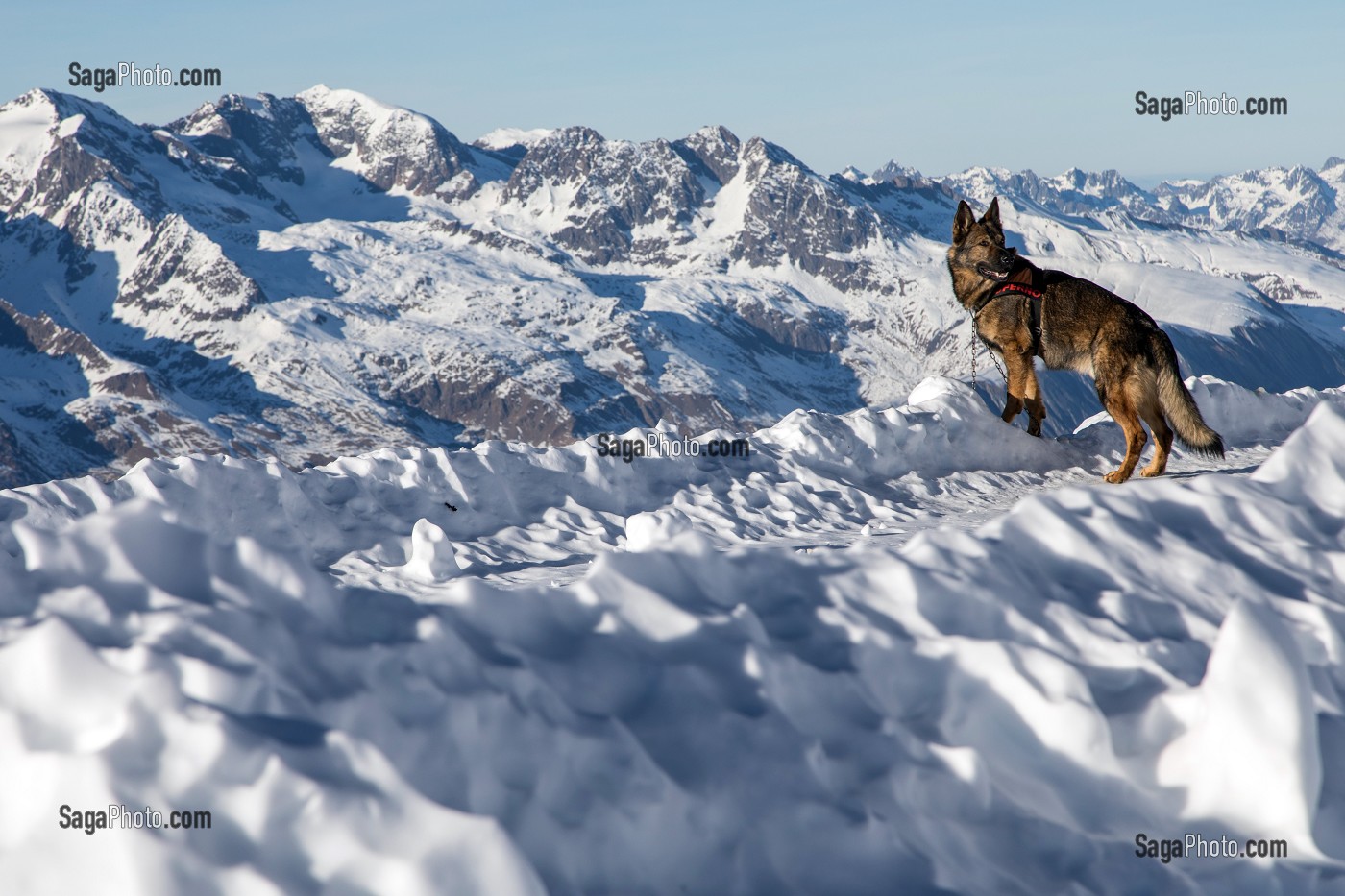 GROS BERGER ALLEMAND DE SOLENE FARRE DE LA PLAGNE A L'ATTACHE, REPORTAGE SUR LES MAITRES-CHIENS D'AVALANCHE, FORMATION ORGANISEE PAR L'ANENA AVEC L'AGREMENT DE LA SECURITE CIVILE, LES-DEUX-ALPES (38), FRANCE 