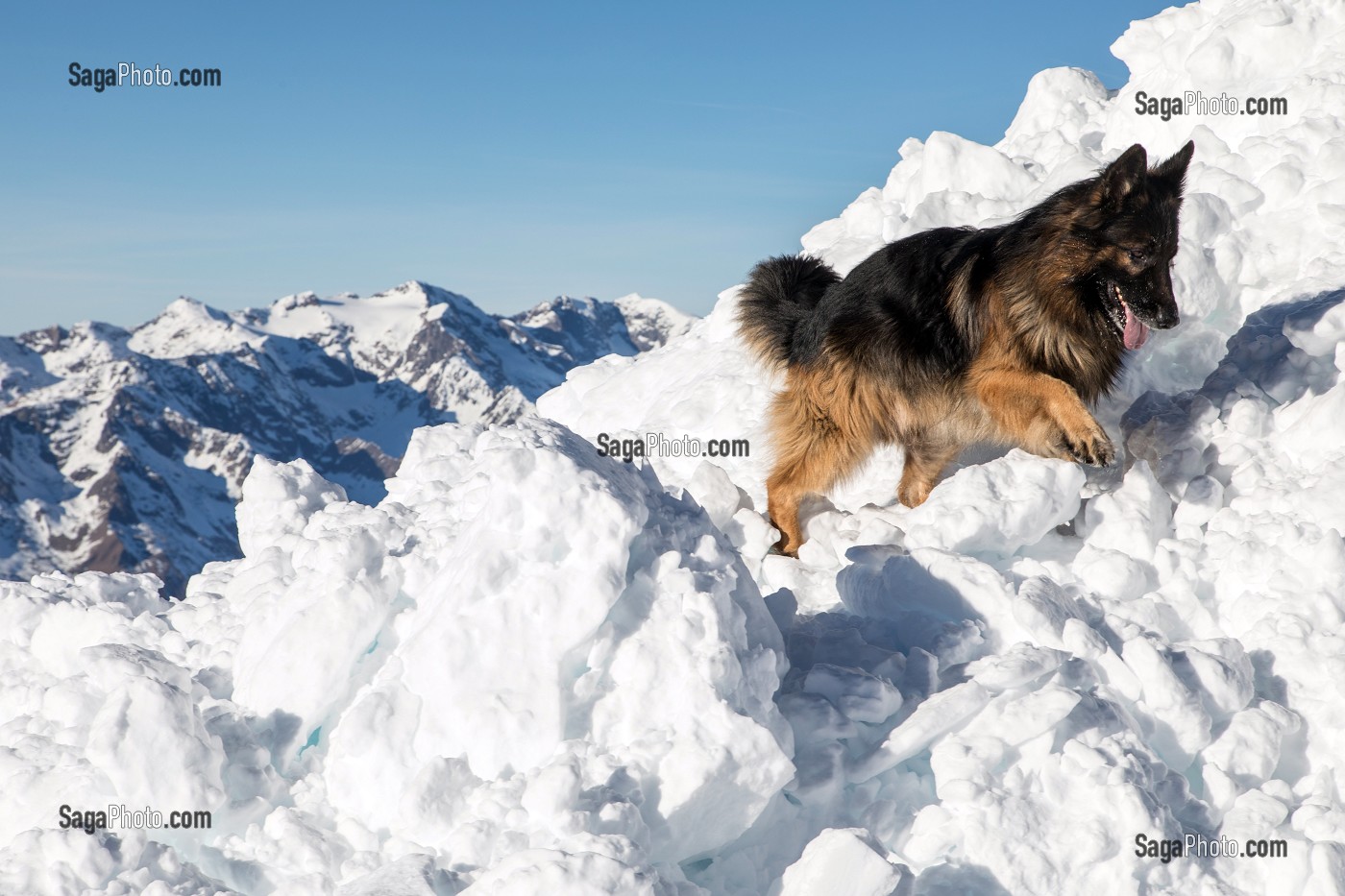 YANKEE BERGER ALLEMAND DE 2 ANS EN RECHERCHE, REPORTAGE SUR LES MAITRES-CHIENS D'AVALANCHE, FORMATION ORGANISEE PAR L'ANENA AVEC L'AGREMENT DE LA SECURITE CIVILE, LES-DEUX-ALPES (38), FRANCE 