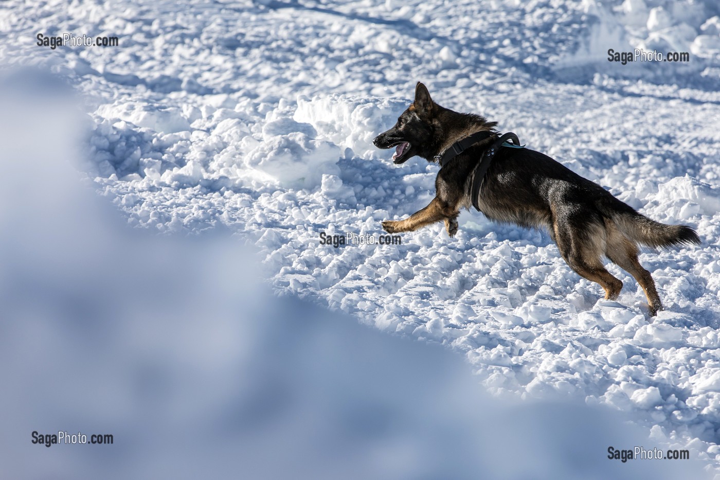 BERGER ALLEMAND EN TRAVAIL DE RECHERCHE, REPORTAGE SUR LES MAITRES-CHIENS D'AVALANCHE, FORMATION ORGANISEE PAR L'ANENA AVEC L'AGREMENT DE LA SECURITE CIVILE, LES-DEUX-ALPES (38), FRANCE 