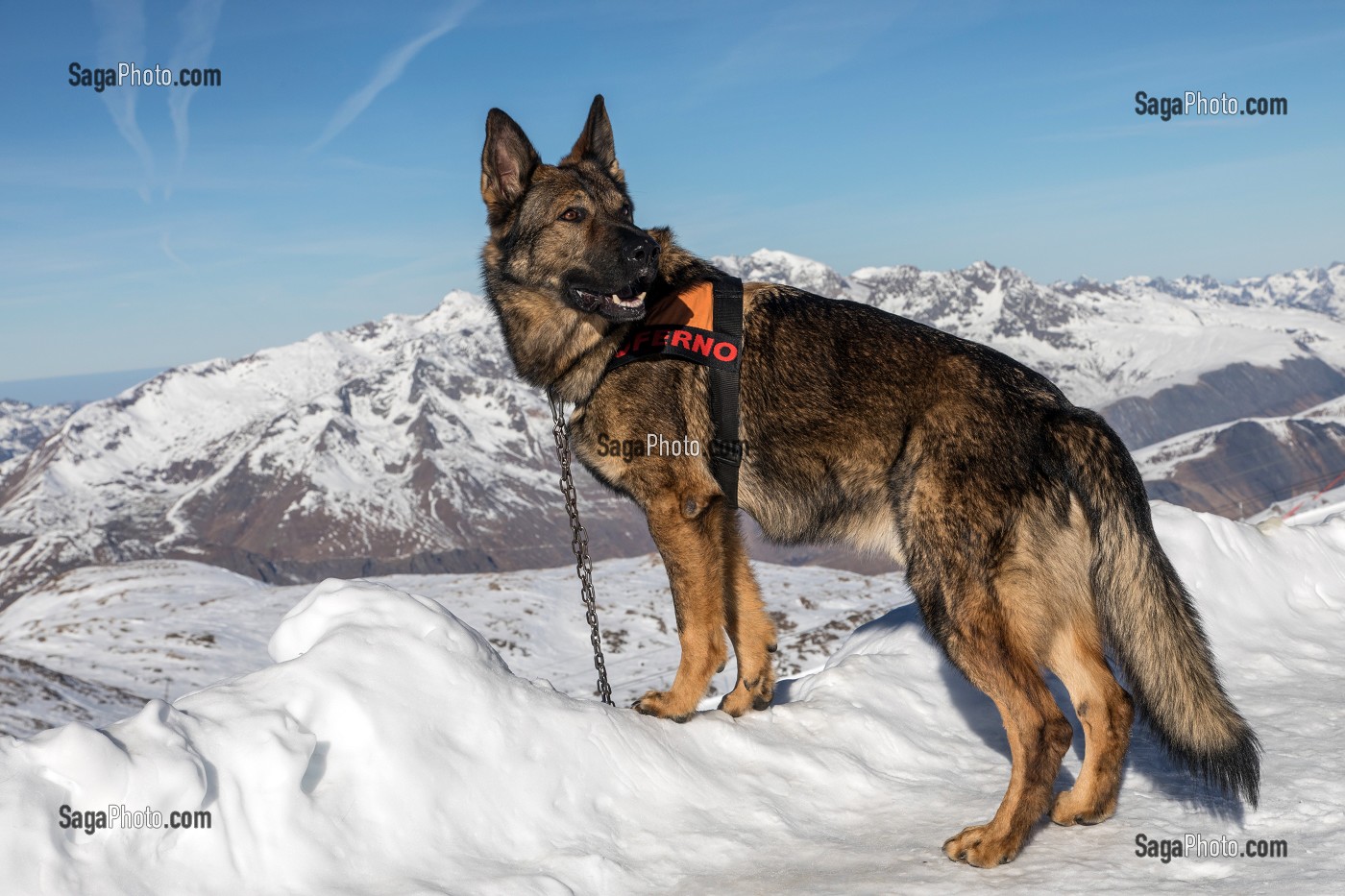 GROS BERGER ALLEMAND DE SOLENE FARRE DE LA PLAGNE EN ATTENTE A L'ATTACHE, REPORTAGE SUR LES MAITRES-CHIENS D'AVALANCHE, FORMATION ORGANISEE PAR L'ANENA AVEC L'AGREMENT DE LA SECURITE CIVILE, LES-DEUX-ALPES (38), FRANCE 