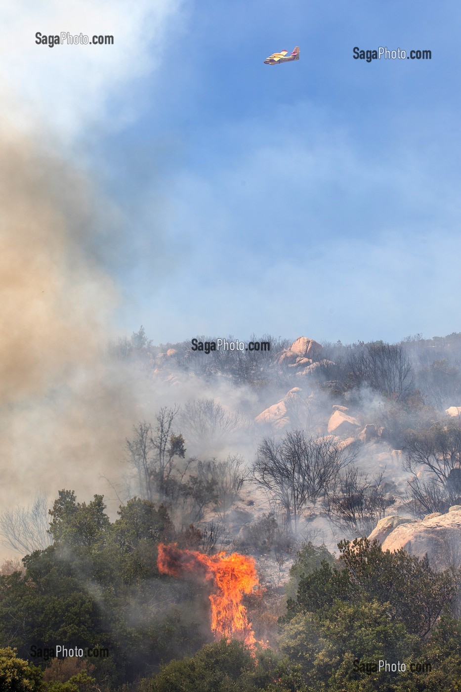 FEU DE GARRIGUE SUR LA COMMUNE D'ALATA PRES D'AJACCIO, CORSE-DU-SUD, FRANCE 