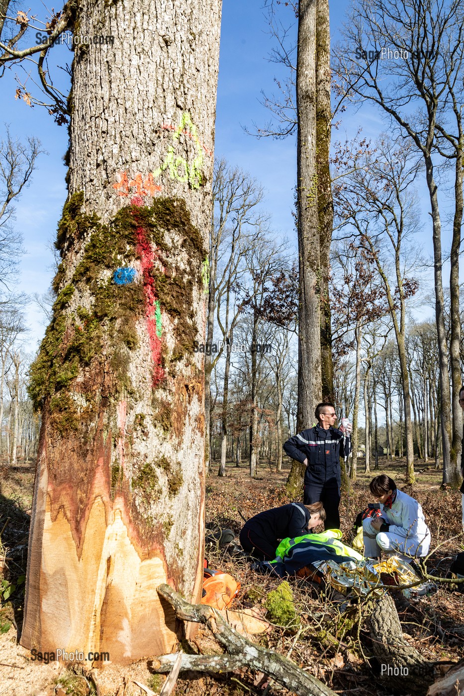SECOURS AVEC LES SAPEURS-POMPIERS ET LE SAMU POUR UN JEUNE BUCHERON QUI A RECU UN ARBRE SUR LA TETE DANS LA FORET, ALENCON (61), FRANCE 