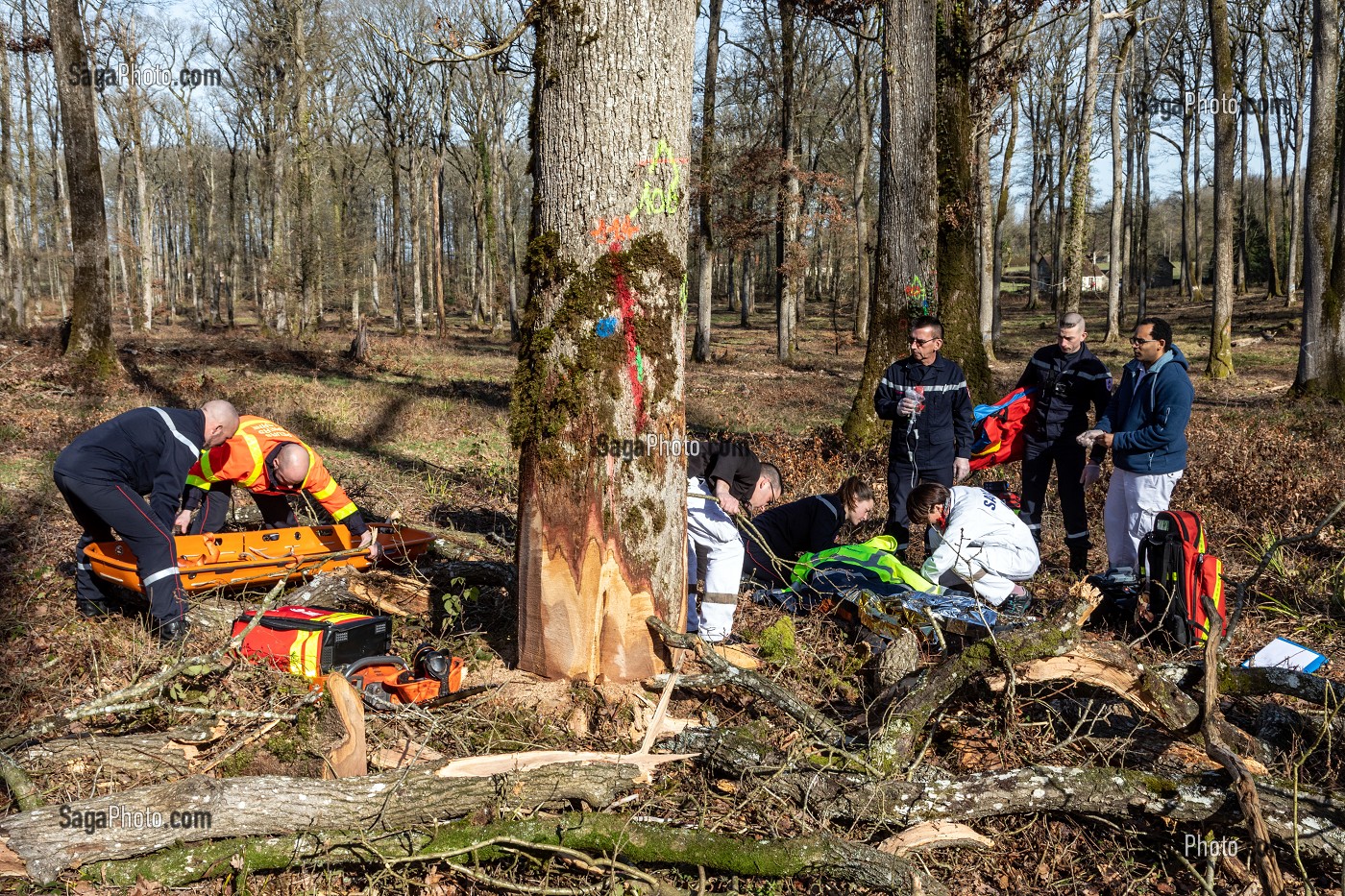 SECOURS AVEC LES SAPEURS-POMPIERS ET LE SAMU POUR UN JEUNE BUCHERON QUI A RECU UN ARBRE SUR LA TETE DANS LA FORET, ALENCON (61), FRANCE 