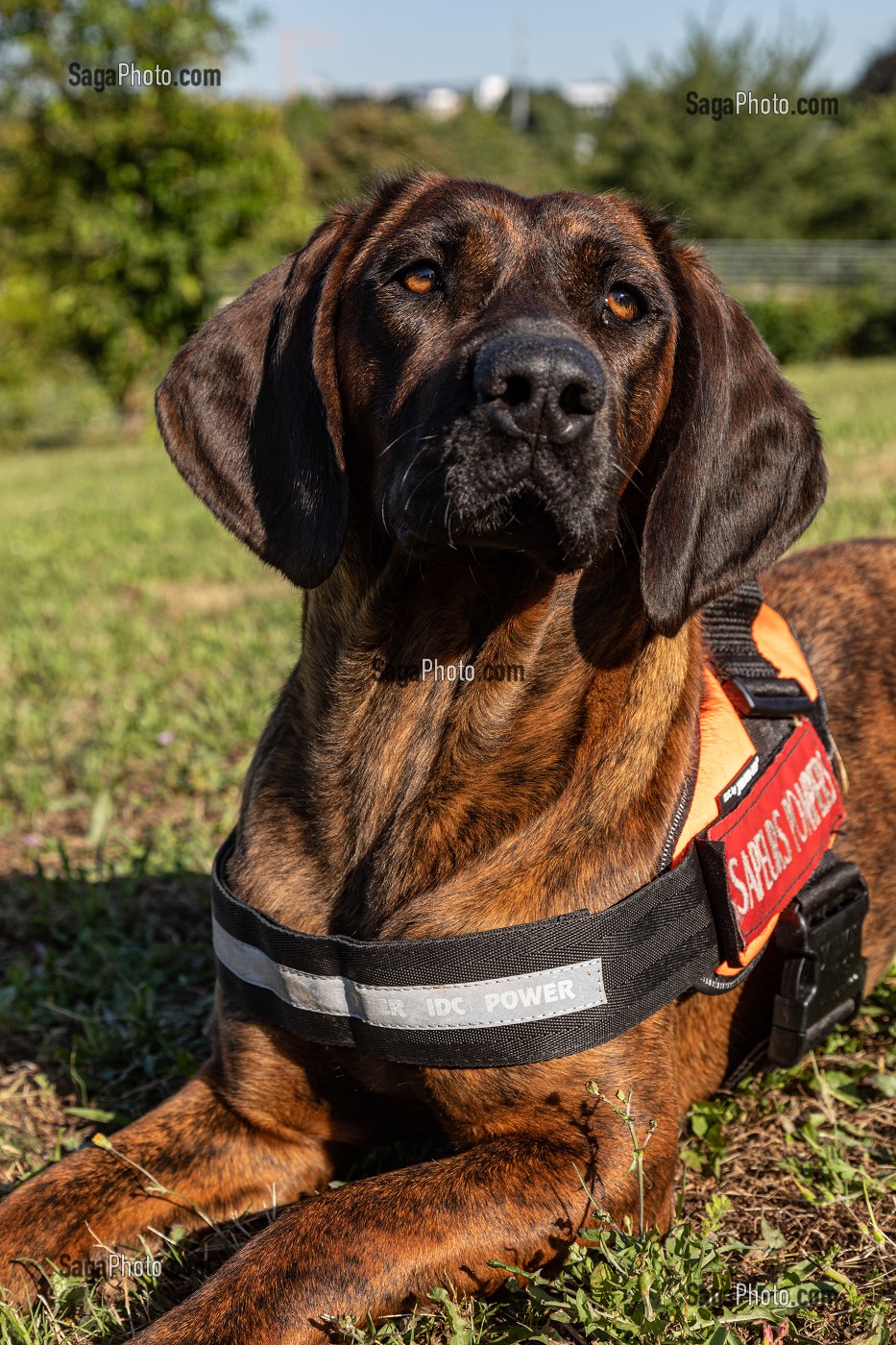 ONNIE, CHIENNE DE RACE ROUGE D'HANOVRE, CHIEN DE PISTAGE ET MASCOTTE DU CONGRES NATIONAL, SAPEURS-POMPIERS DU CENTRE DE SECOURS DE VANNES, MORBIHAN, FRANCE 