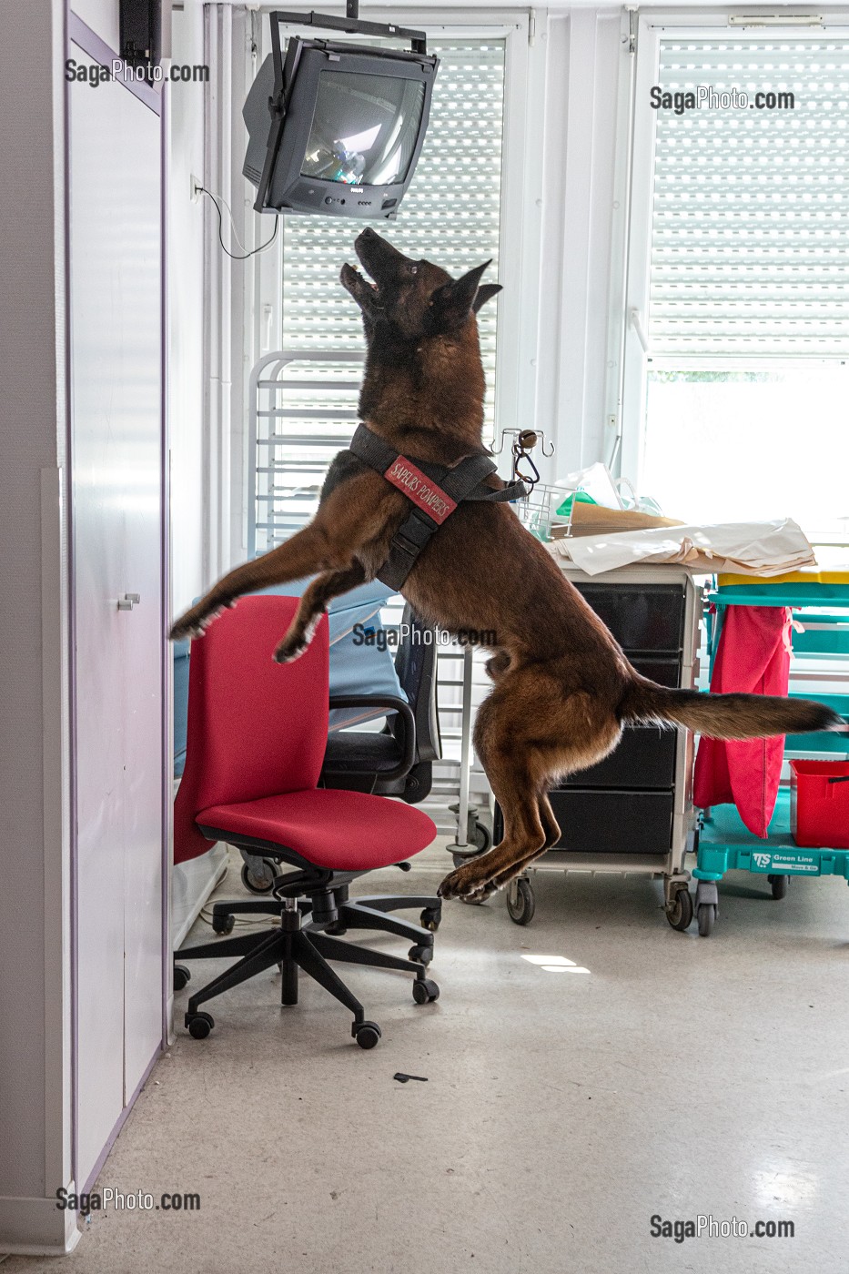 MARQUAGE DE LA VICTIME CACHEE DANS UN PLACARD PAR LE CHIEN DE RECHERCHE, EQUIPE CYNOTECHNIQUE DES SAPEURS-POMPIERS DU CENTRE DE SECOURS DE VANNES, MORBIHAN, FRANCE 