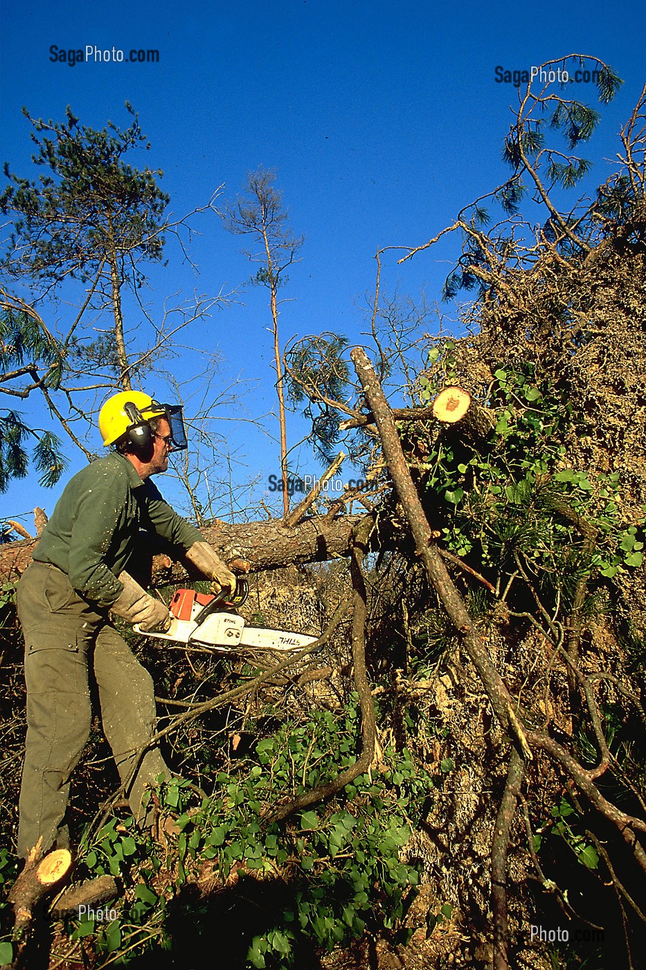 SAPEUR FORESTIER APRES LA TEMPETE DE DEC. 1999, (24) DORDOGNE, AQUITAINE, NOUVELLE-AQUITAINE, FRANCE 