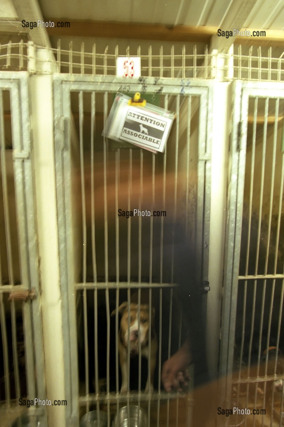 PITBULL, CHIEN MOLOSSE DANS UNE CAGE DE LA SPA, SECTION CHIENS DANGEREUX APRES SA CAPTURE PAR L'EQUIPE CYNOTECHNIQUE DE LA BRIGADE DES SAPEURS POMPIERS DE PARIS, GENNEVILLIERS (92) 
