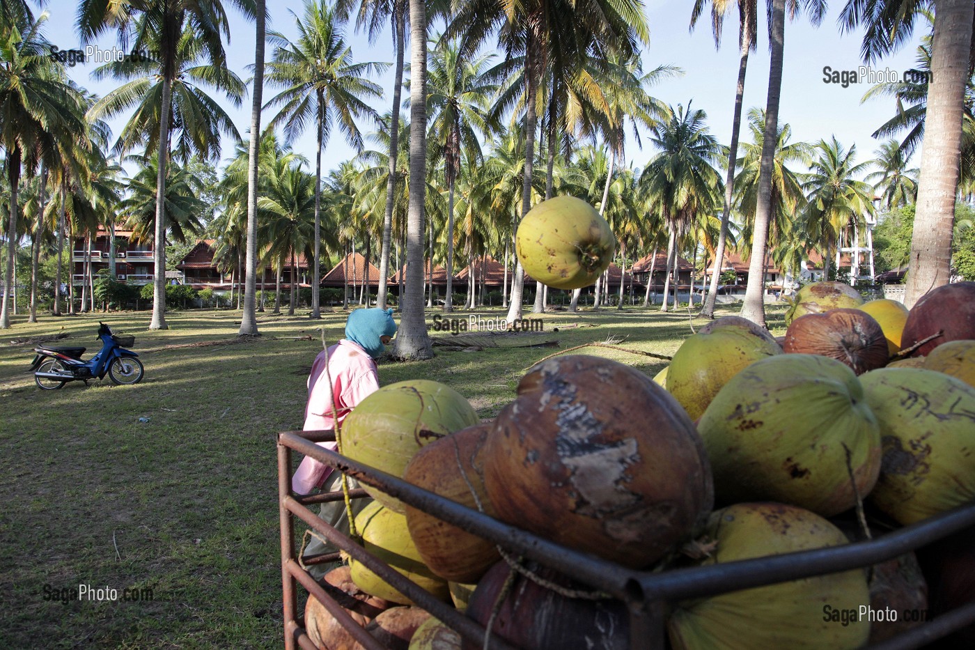 CHARGEMENT DANS UN CAMION DES NOIX DE COCO CUEILLIES PAR LES SINGES, BANG SAPHAN, THAILANDE, ASIE 