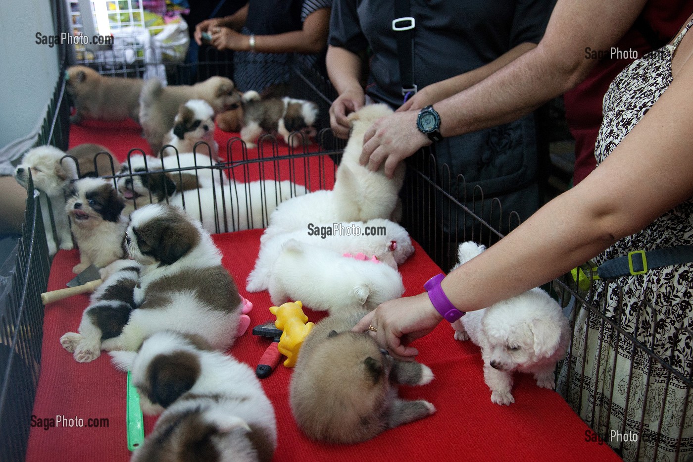 VENTE DE CHIOTS, MARCHE DU WEEK-END CHATUCHAK, PLUS GRAND MARCHE D'ASIE ETENDU SUR 18 HECTARES, BANGKOK, THAILANDE 