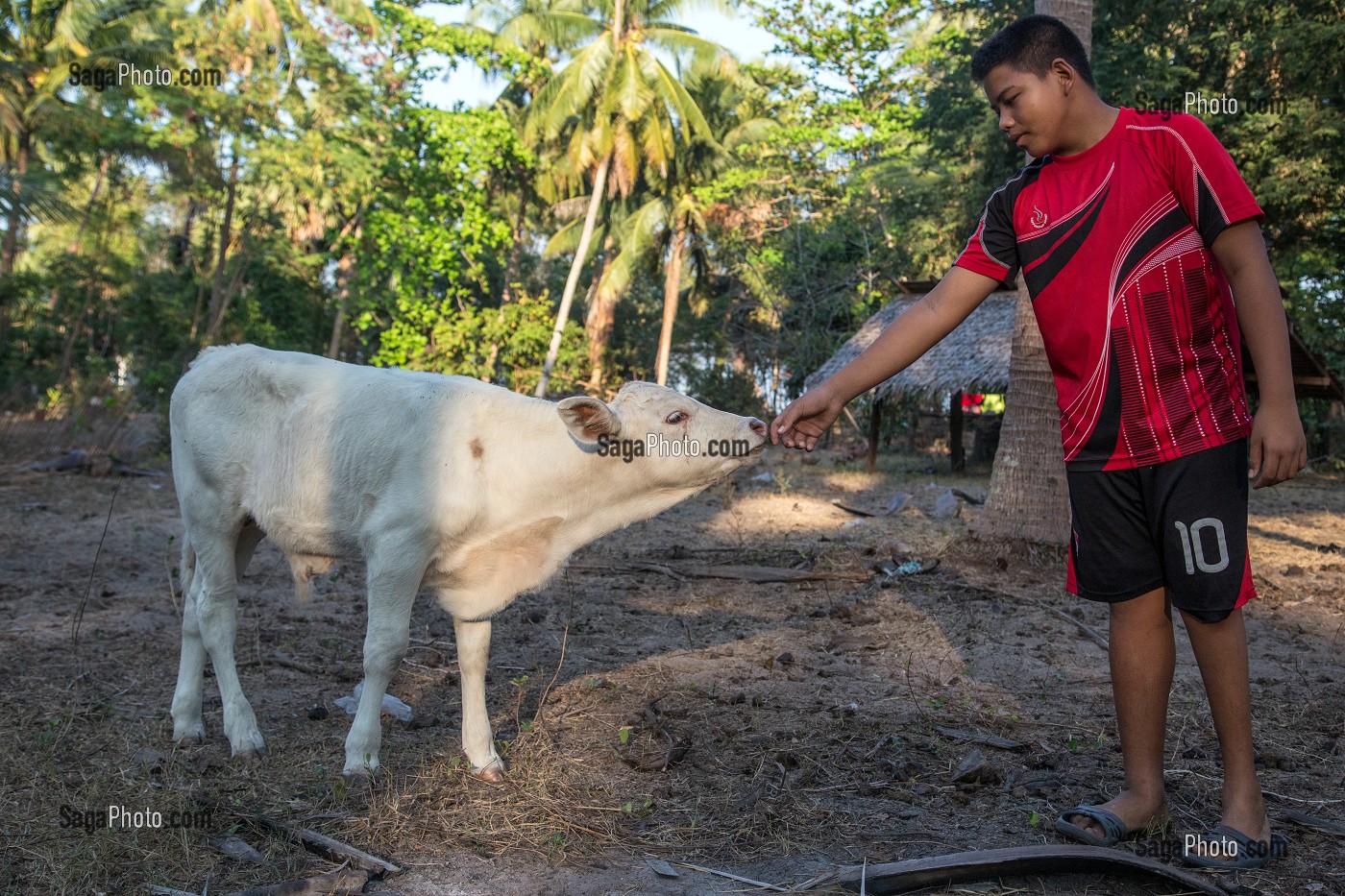 EARTH AVEC LE PETIT VEAU DE LA FAMILLE, FILS DE PECHEUR, ENFANT DE LA TERRE, BAN SAPHAN, THAILANDE, SERIE ENFANT DU MONDE 