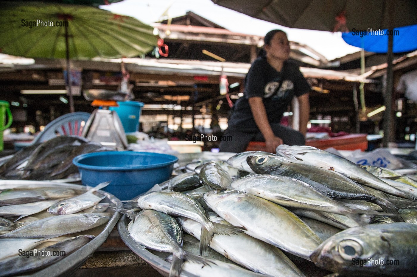 LES CHINCHARDS POISSONS SUR LE STAND DES POISSONNIERS, MARCHE DE BANG SAPHAN, THAILANDE, ASIE 