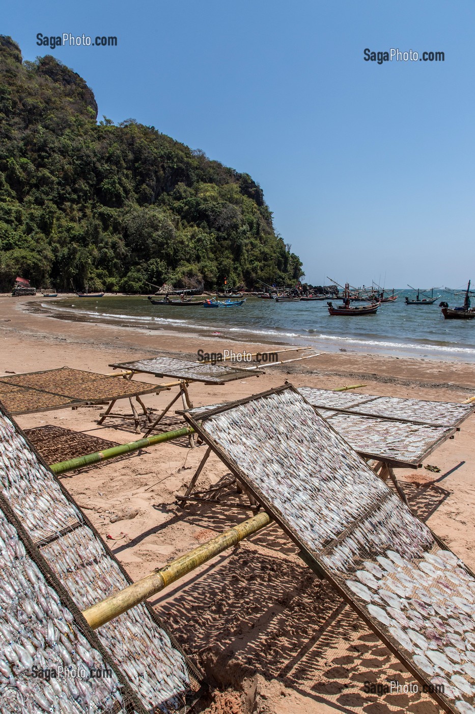 CALAMARS A SECHER, VILLAGE DE PECHEURS DE THAM THONG, PROVINCE DE CHUMPHON, THAILANDE, ASIE 