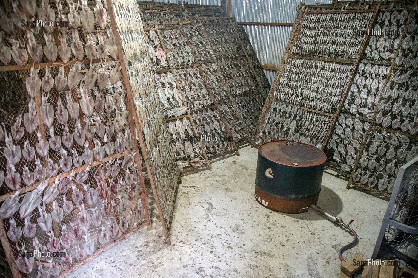 SECHAGE DES CALAMARS AU SOLEIL, BANG SAPHAN, THAILANDE, ASIE 
