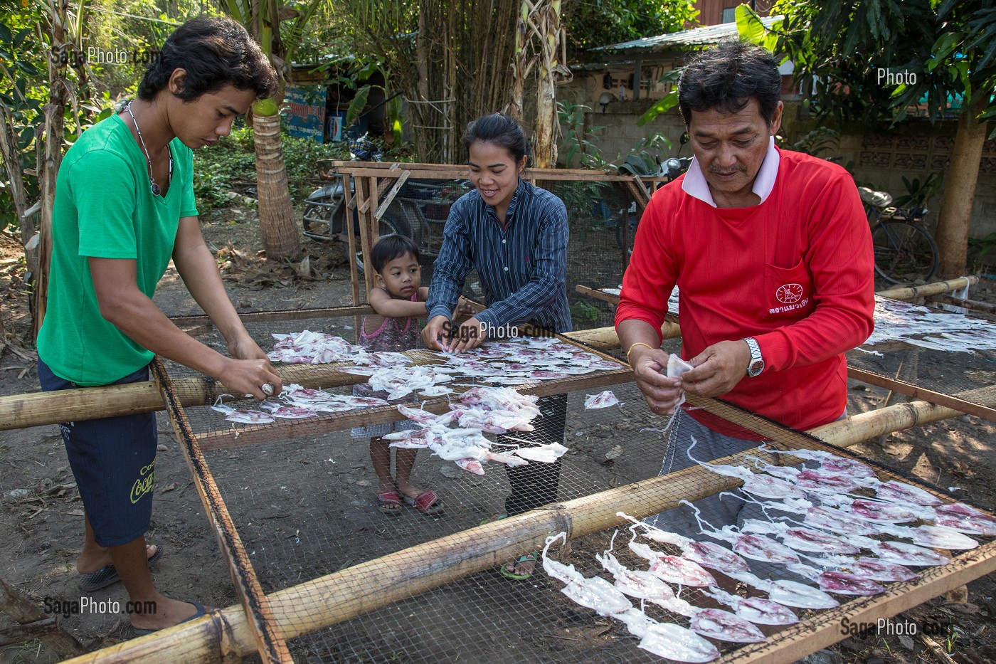 TRAVAIL EN FAMILLE, PREPARATION DES CALAMARS POUR LE SECHAGE AU SOLEIL, BANG SAPHAN, THAILANDE, ASIE 