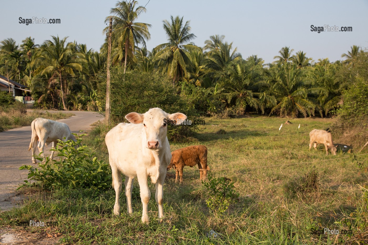 VEAUX EN LIBERTE, BANG SAPHAN, THAILANDE, ASIE 