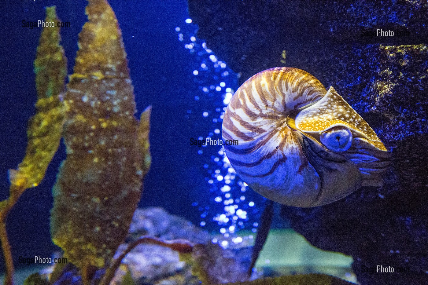 NAUTILE, AQUARIUM DU SIAM PARAGON, BANGKOK, THAILANDE, ASIE 