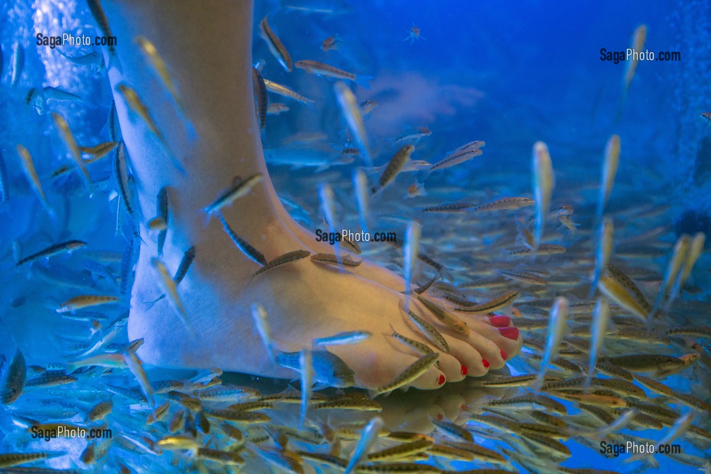 PIED DE FEMME DANS UN AQUARIUM AVEC DES POISSONS NETTOYEURS DE PEAUX MORTES (FISH PEDICURE), ASIATIQUE THE RIVERFRONT, BANGKOK, THAILANDE, ASIE 