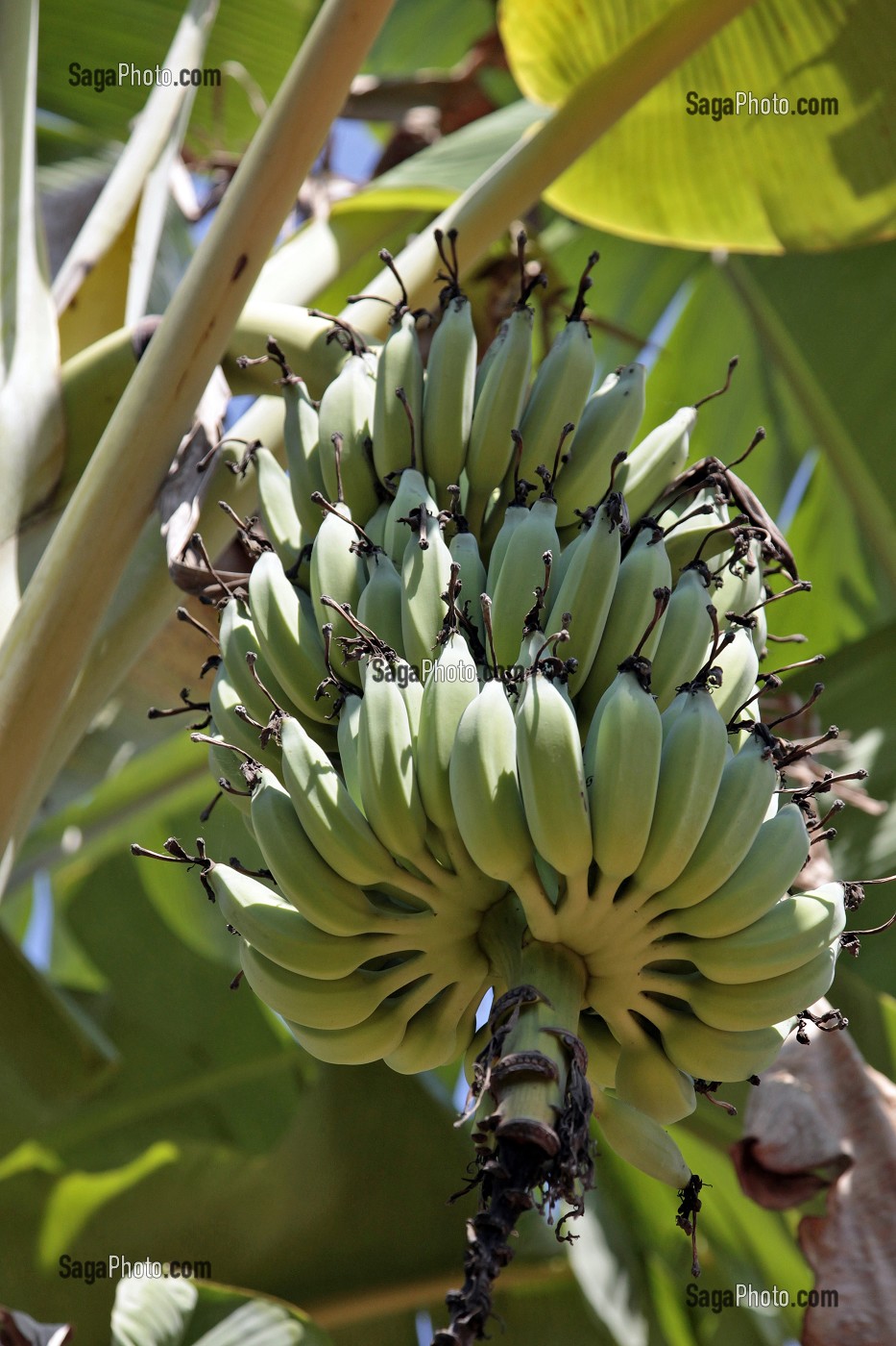 REGIMES DE BANANES, PLANTATION DE BANANIERS DANS LA REGION DE BAN SAPHAN, THAILANDE, ASIE 