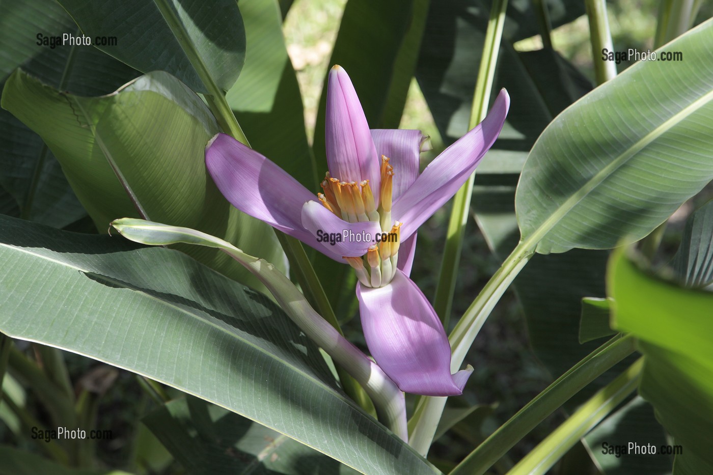 BANANIER EN FLEUR, ARRIVE A MATURITE, PLANTATION DE BANANIERS DANS LA REGION DE BAN SAPHAN, THAILANDE, ASIE 