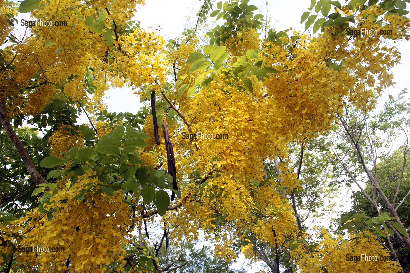 FLEUR JAUNES DE CYTISES (GOLDEN SHOWER TREE), DE LA COULEUR DU ROI, THAILANDE, ASIE 