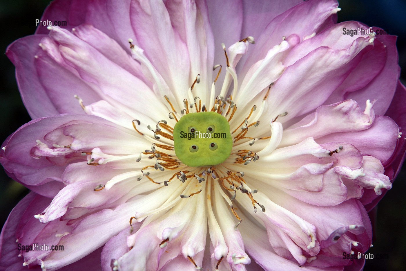 FLEUR DE LOTUS SACRE (NELUMBO NUCIFERA), THAILANDE, ASIE 