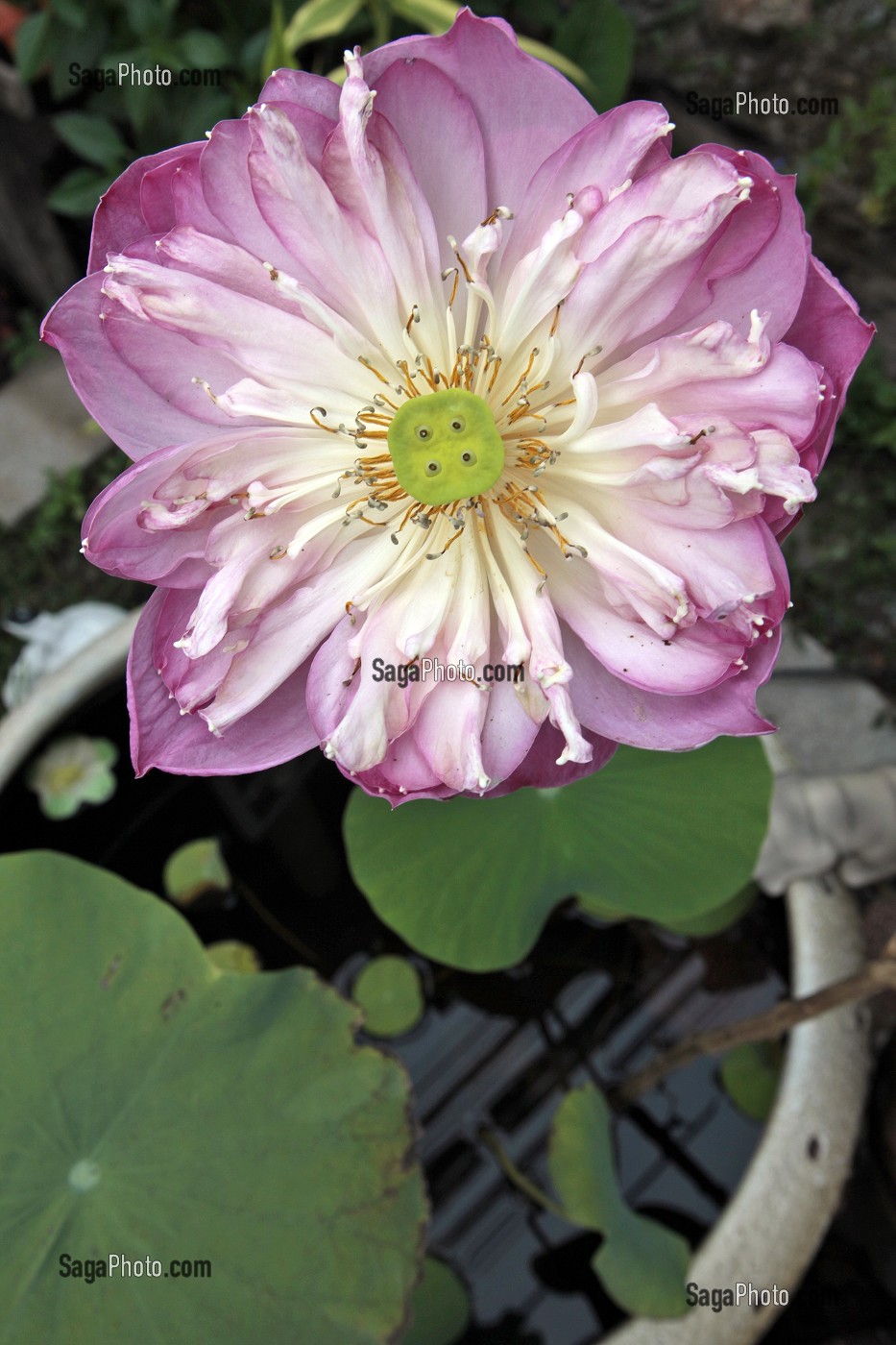 FLEUR DE LOTUS SACRE (NELUMBO NUCIFERA), THAILANDE, ASIE 