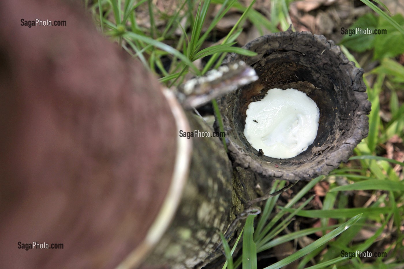 RECOLTE DE LATEX PAR DES SAIGNEES DANS L'ECORCE DE L'HEVEA, PLANTATION D'HEVEAS, THAILANDE, ASIE 