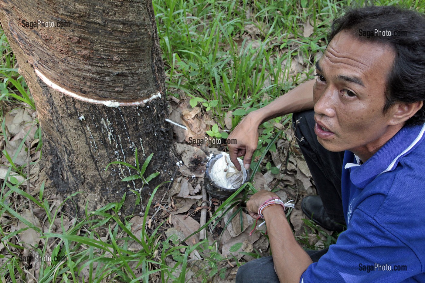 RECOLTE DE LATEX, PLANTATION D'HEVEAS, THAILANDE 