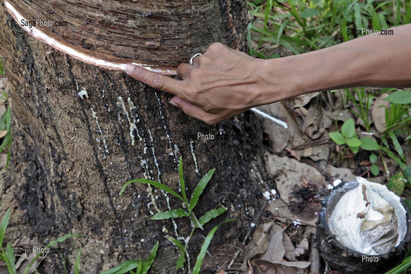 RECOLTE DE LATEX PAR DES SAIGNEES DANS L'ECORCE DE L'HEVEA, PLANTATION D'HEVEAS, THAILANDE, ASIE 